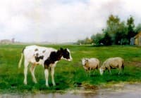 Calf and sheep