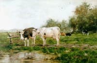 Cows in the Pasture