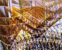 Swifts: Path of Movement and Dynamic Sequences
