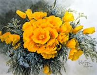 California Poppies