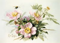 Wild Roses with Bee