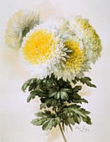 White and Yellow Mums