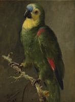 Parrot
