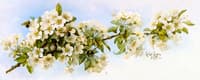 Apple Blossoms with Hummingbird and Bumblebees