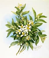 Orange Blossoms