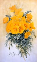 A Bunch of California Poppies