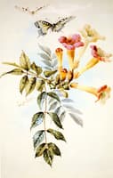Arrangement of Trumpet Flowers
