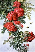 Rambling Roses
