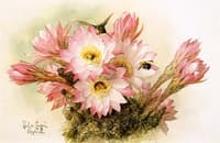 Cactus Blossoms