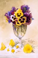 Pansies