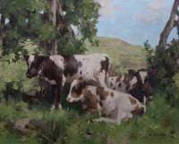 Calves in Summer