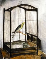 Bird Cage