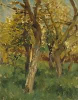 Study of Blossoming Trees in an Orchard