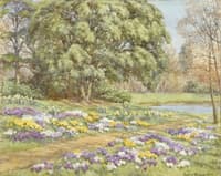 Crocuses in a spring garden