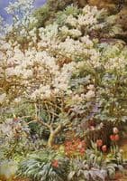 Spring Garden