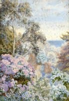 Rhododendrons and Eucalyptus