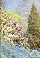 Magnolia, Bluebells and Azaleas