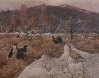 Capercaillie Cocks