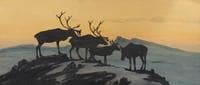 Reindeer (Reinsdyr)