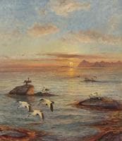 Eider Ducks in the Midnight Sun