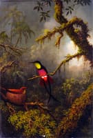 A Pair of Nesting Crimson Topaz Hummingbirds