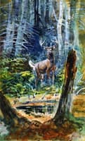 Deer in the Dell
