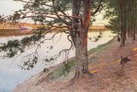 Evening Sun on a Pine Tree