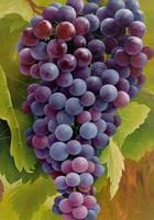 Black Grapes on the Vine (Blaue Trauben an der Rebe)