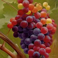 Grapes on the Vine (Trauben an der Rebe)