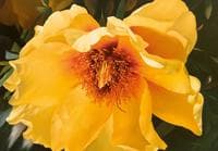 Peony