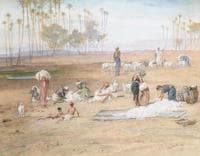 Sheep shearing, Egypt