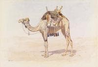 Female Riding Camel