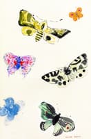 Butterflies