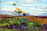 Ranunculus