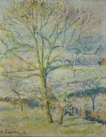 Walnut (tree)