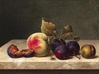 Still Life with Plums, Apricots and a Wasp