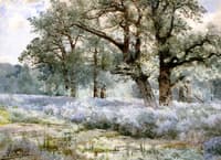 Pond in the Woods