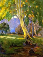 Tree in the Arroyo