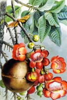 Couroupita Guianeses, British Guiana