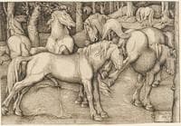 Ejaculating Stallion Rejected by Mare