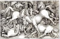 Wild Horses Fighting