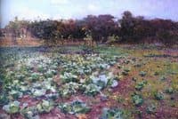 A cabbage field