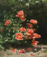 Poppies