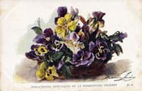 Pansies