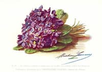 Violets
