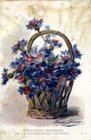 Cornflowers