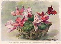 Cyclamen