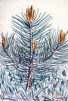 Young Pine
