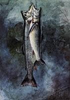 Two Trout
