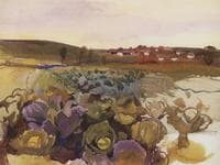 Cabbage. Village Neskuchnoye